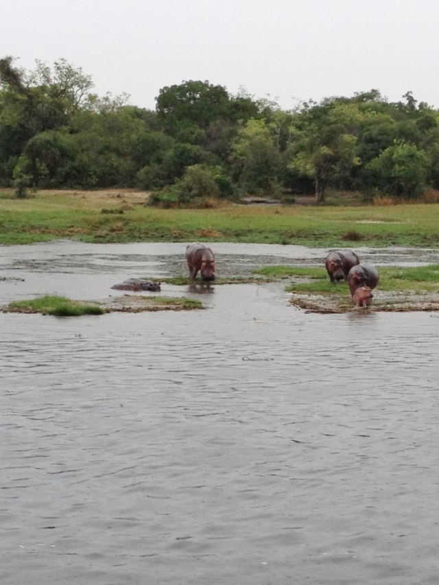  We say tons (excuse the pun) of hippos along the banks. Xavier informed us that they walk several miles inland during the night to eat and then come back to bask in the River during the day.